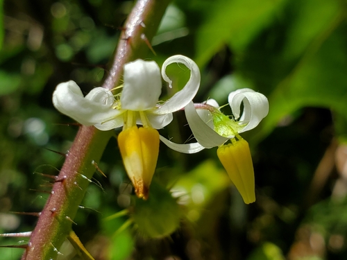 Solanum capsicoides