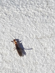 Oligotoma saundersii