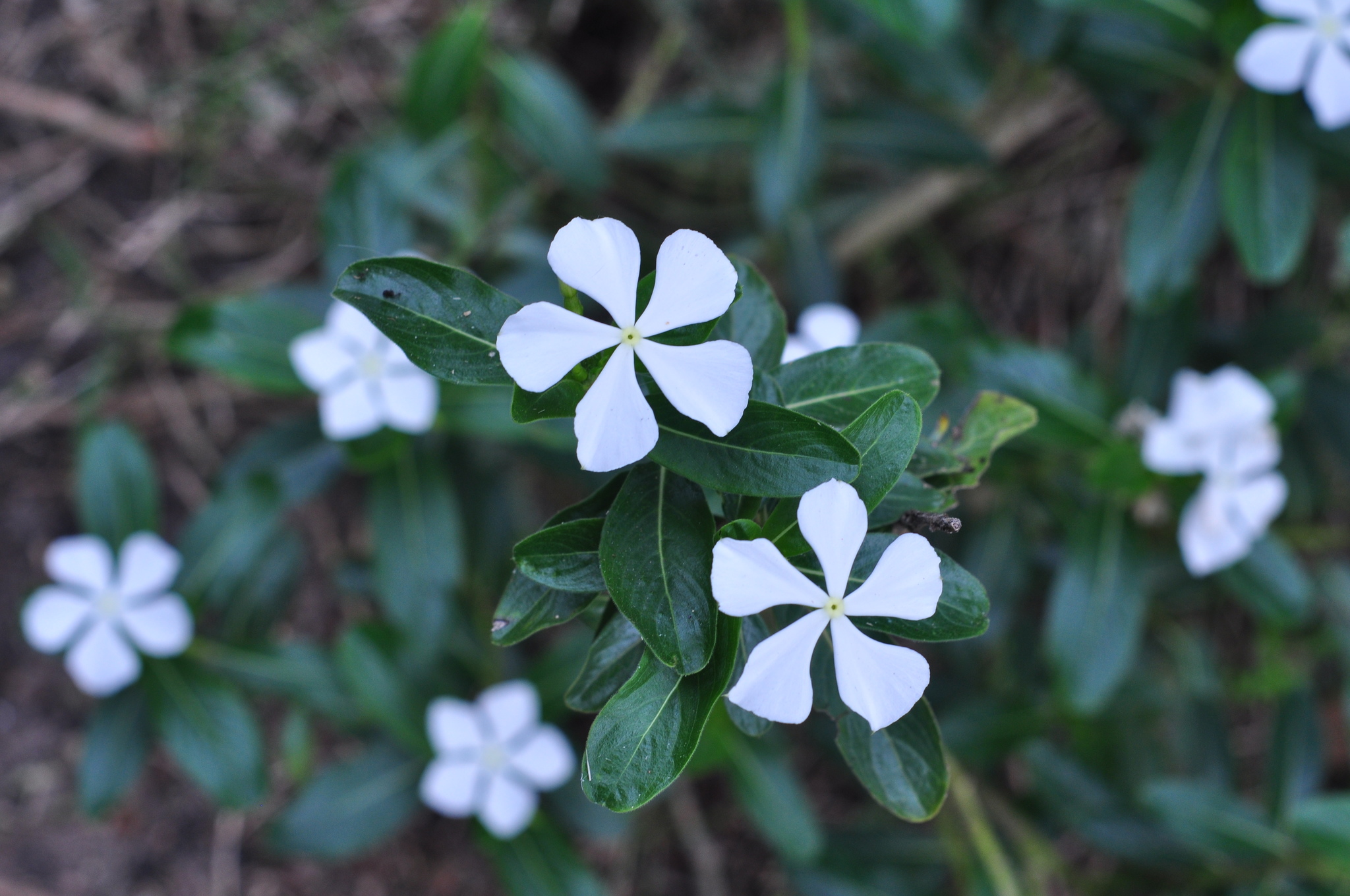 Catharanthus roseus