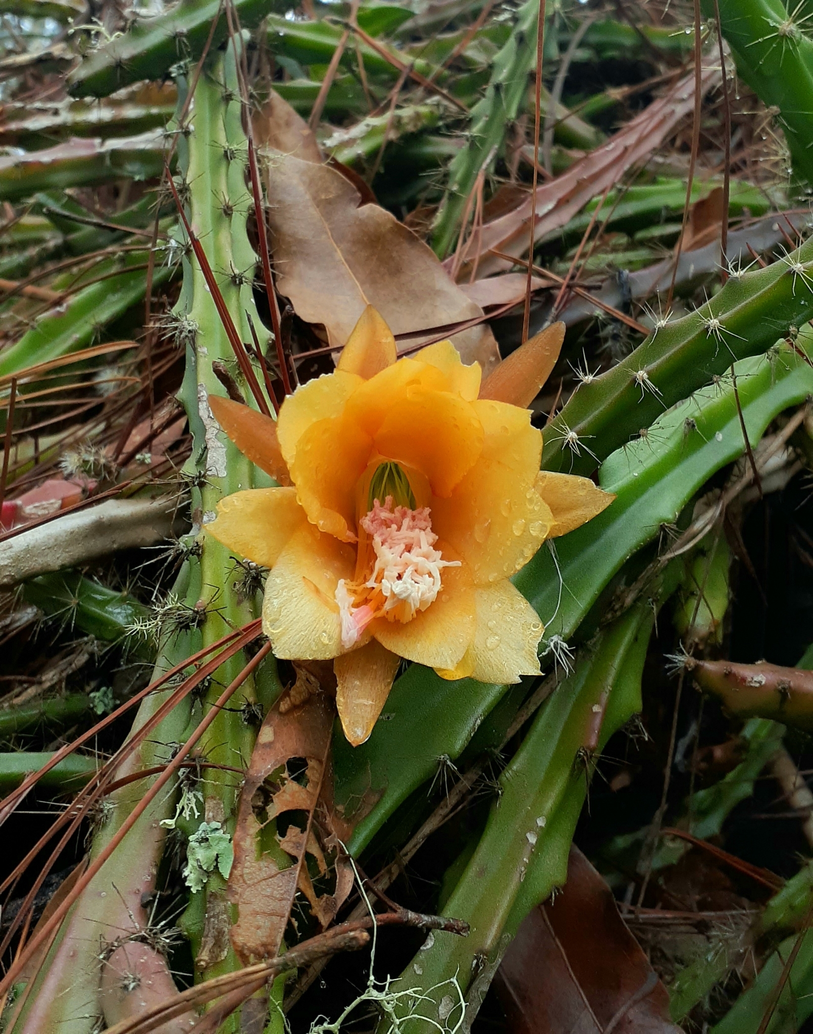 Disocactus aurantiacus