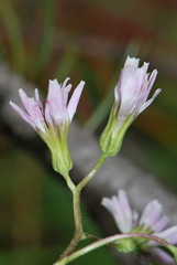Crepis froelichiana dinarica