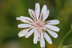 Crepis froelichiana dinarica
