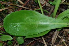 Crepis froelichiana dinarica