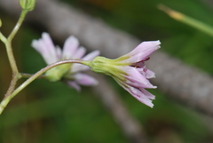 Crepis froelichiana dinarica