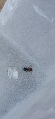 Crematogaster scutellaris