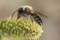 Andrena