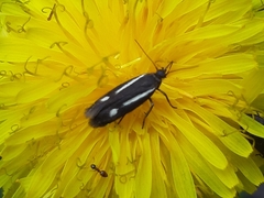 Scythris knochella