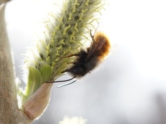 Osmia cornuta