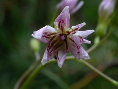 Crepis froelichiana dinarica