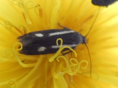 Scythris knochella