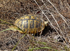 Testudo hermanni boettgeri
