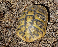 Testudo hermanni boettgeri