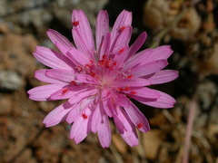 Crepis rubra