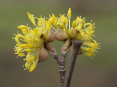 Cornus mas