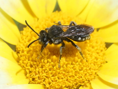 Ammobates oraniensis