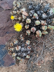 Conophytum bilobum