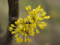 Cornus mas