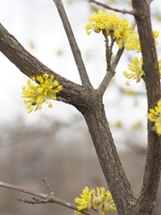 Cornus mas