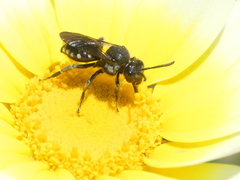 Ammobates oraniensis