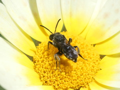 Ammobates oraniensis