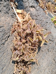 Kalanchoe daigremontiana