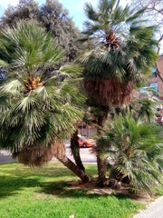 Chamaerops humilis