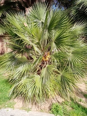 Chamaerops humilis