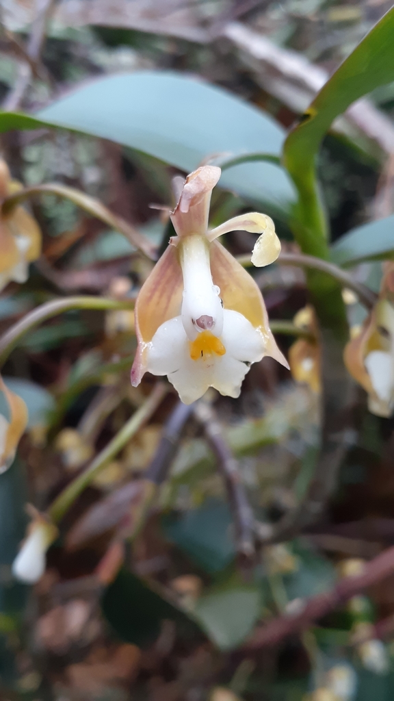 Epidendrum arbuscula Lindl. 3