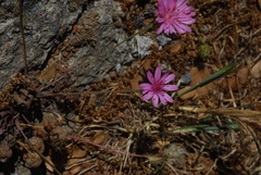 Crepis rubra