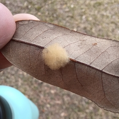 Druon quercuslanigerum