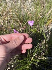 Callisia ornata