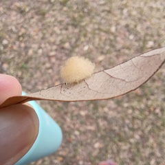 Druon quercuslanigerum