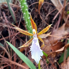 Rhynchostele stellata