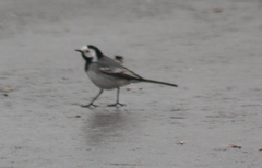 Motacilla alba