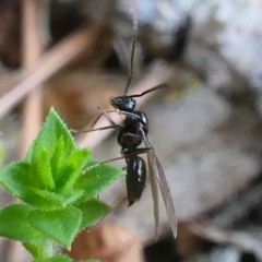 Prenolepis nitens