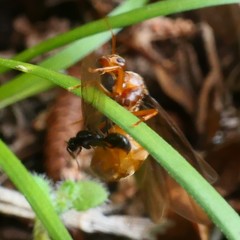 Prenolepis nitens