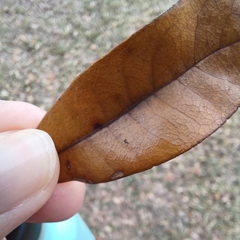 Druon quercuslanigerum