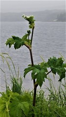 Heracleum sphondylium montanum