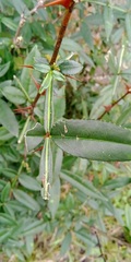 Zanthoxylum asiaticum