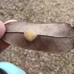 Druon quercuslanigerum