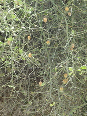 Balanites aegyptiaca