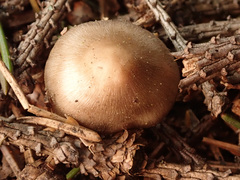 Mycena plumipes