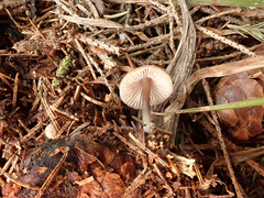 Mycena plumipes