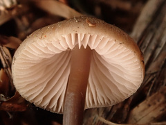 Mycena plumipes