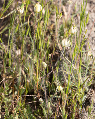 Platystemon californicus