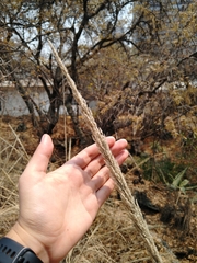 Muhlenbergia robusta