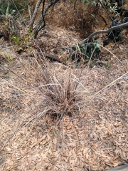 Muhlenbergia robusta