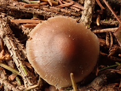 Mycena plumipes
