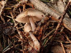 Mycena plumipes