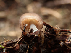 Mycena plumipes